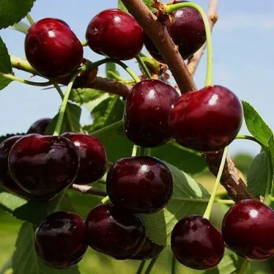 Вишня РОВЕСНИЦА  Вишня РОВЕСНИЦА в Чите