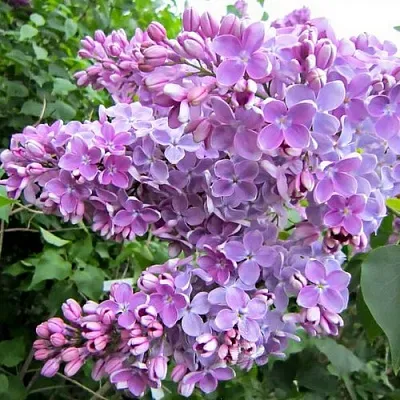 Сирень ОЛЯ  Сирень ОЛЯ в Чите