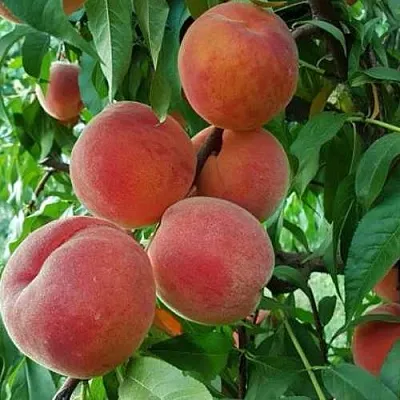 Персик САНКРЕСТ  Персик САНКРЕСТ в Чите