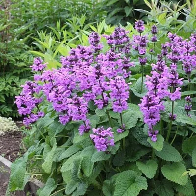 Буквица крупноцветковая  Буквица крупноцветковая в Чите