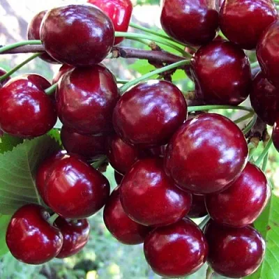 Вишня ЖУКОВСКАЯ  Вишня ЖУКОВСКАЯ в Чите