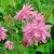 Аквилегия БАРЛОУ ПИНК гибрид МакКаны — описание сорта Аквилегия БАРЛОУ ПИНК гибрид МакКаны в Чите