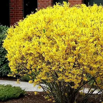 Форзиция ЛИНВУД  Форзиция ЛИНВУД в Чите