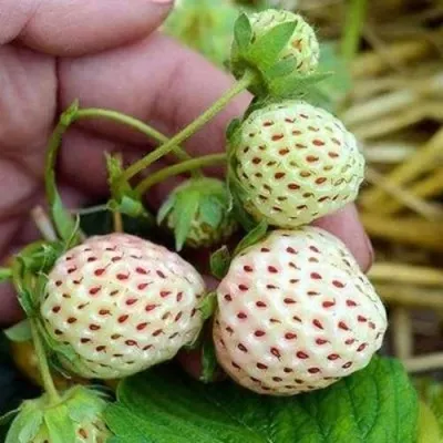 Клубника АНАНАСА ремонтантная в Чите