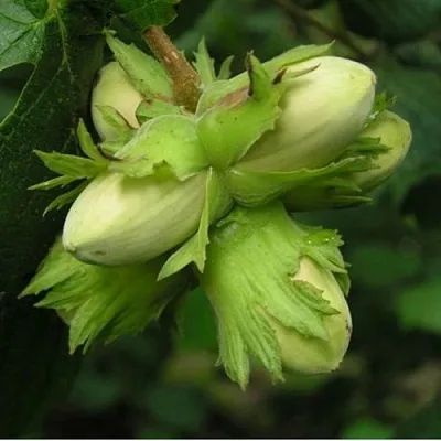 Фундук ТАМБОВСКИЙ ПОЗДНИЙ в Чите