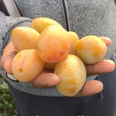 Слива ЯХОНТОВАЯ  Слива ЯХОНТОВАЯ в Чите