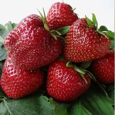 Клубника НАБИЛА  Клубника НАБИЛА в Чите