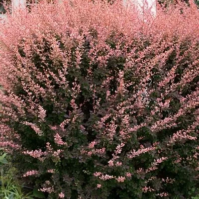 Барбарис РОУЗ ГЛОУ тунберга  Барбарис РОУЗ ГЛОУ тунберга в Чите