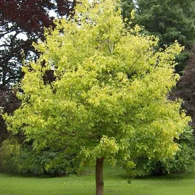 Клен ясенелистный в Чите