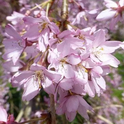 Сакура ПЕНДУЛА РУБРА  Сакура ПЕНДУЛА РУБРА в Чите