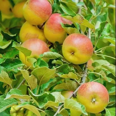 Яблоня ПАМЯТЬ БЛЫНСКОГО колонновидная  Яблоня ПАМЯТЬ БЛЫНСКОГО колонновидная в Чите