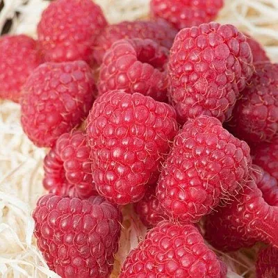 Малина МАРАСТАР в Чите