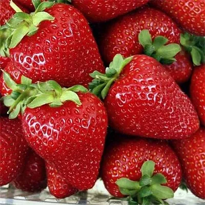 Клубника СКАЛА  Клубника СКАЛА в Чите