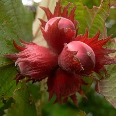 Фундук МОСКОВСКИЙ РУБИН в Чите