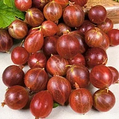 Крыжовник ОЛАВИ (ХИННОНМАЕН ПУНАЙНЕН)  Крыжовник ОЛАВИ (ХИННОНМАЕН ПУНАЙНЕН) в Чите