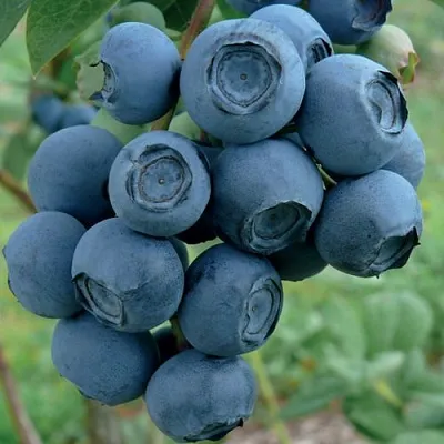 Голубика РУБЕЛ  Голубика РУБЕЛ в Чите