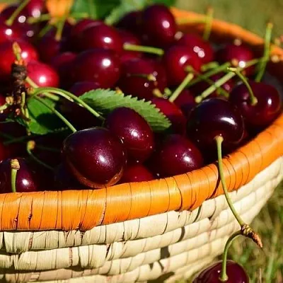 Вишня НЕСВИЖСКАЯ  Вишня НЕСВИЖСКАЯ в Чите