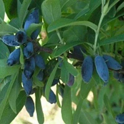 Жимолость съедобная ЛЕБЁДУШКА — описание сорта Жимолость съедобная ЛЕБЁДУШКА в Чите