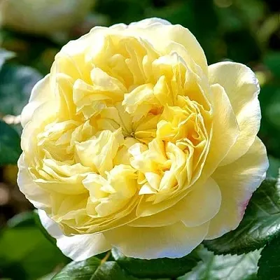 Саженцы роз ЧАРЛЬЗ ДАРВИН английская в Чите