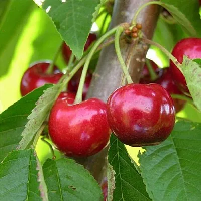 Черешня 15-26-5  Черешня 15-26-5 в Чите