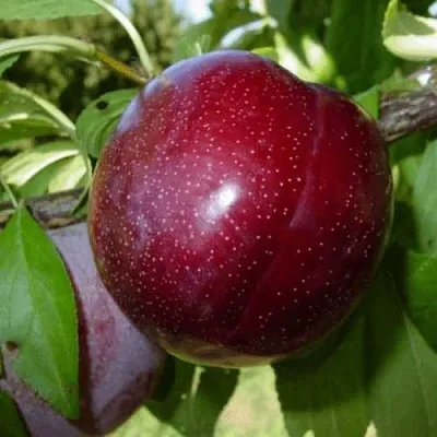 ШАРАФУГА  ШАРАФУГА в Чите