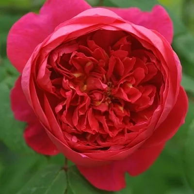 Саженцы роз БЕНДЖАМИН БРИТТЕН шраб  Саженцы роз БЕНДЖАМИН БРИТТЕН шраб в Чите