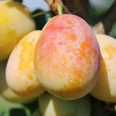 АПРИМИРА  АПРИМИРА в Чите