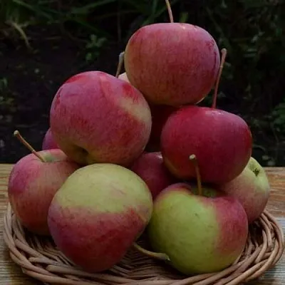 Яблоня РОДНИКОВАЯ  Яблоня РОДНИКОВАЯ в Чите