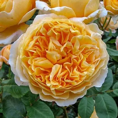 Саженцы роз БЕАТРИС английская в Чите