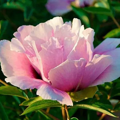 Пион ВРАТА ХРАМА древовидный   Пион ВРАТА ХРАМА древовидный  в Чите