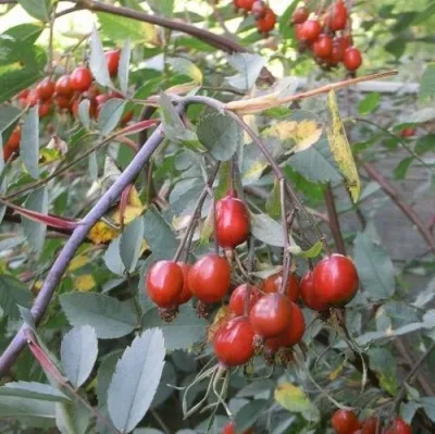 Саженцы роз сизая — описание сорта Саженцы роз сизая в Чите