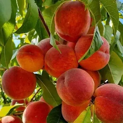 Персик ПОСОЛ МИРА  Персик ПОСОЛ МИРА в Чите