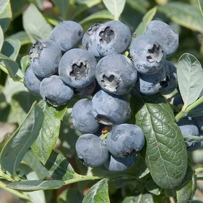 Голубика БРИГИТТА  Голубика БРИГИТТА в Чите