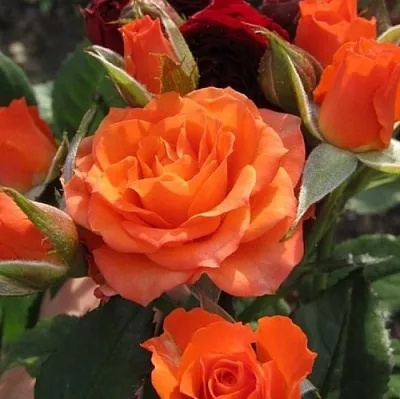 Саженцы роз АЛЕГРИЯ спрей  Саженцы роз АЛЕГРИЯ спрей в Чите