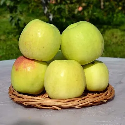 Яблоня БИРСКОЕ ГРУШЕВОЕ (БИЧИК)  Яблоня БИРСКОЕ ГРУШЕВОЕ (БИЧИК) в Чите