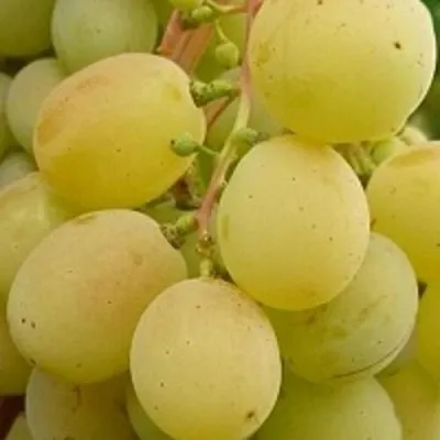 Виноград ТАЛИСМАН в Чите