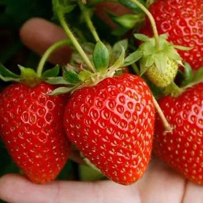 Клубника ПОРТОЛА ремонтантная  Клубника ПОРТОЛА ремонтантная в Чите