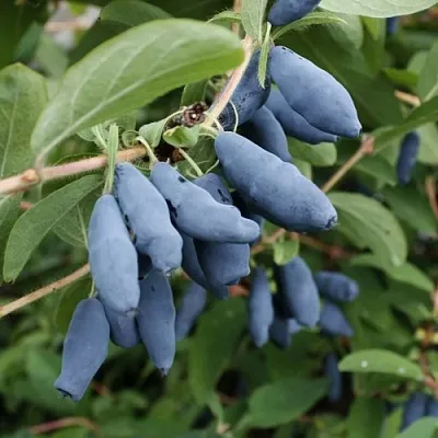 Жимолость съедобная ТОМИ японская в Чите