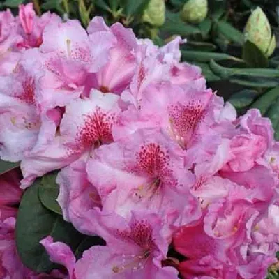 Рододендрон КЛАУДИУС  Рододендрон КЛАУДИУС в Чите