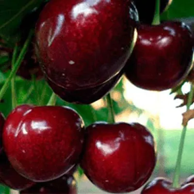 Черешня ВАСИЛИСА  Черешня ВАСИЛИСА в Чите