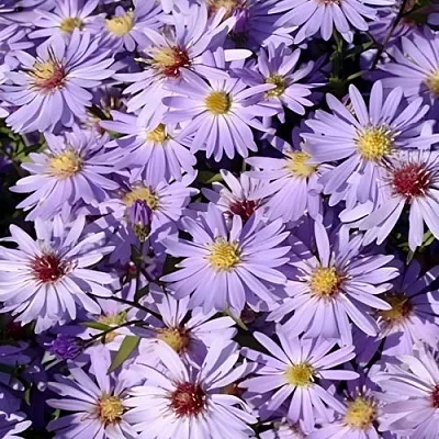 Астра БЛЮ ХЕВЕН сердцелистная  Астра БЛЮ ХЕВЕН сердцелистная в Чите