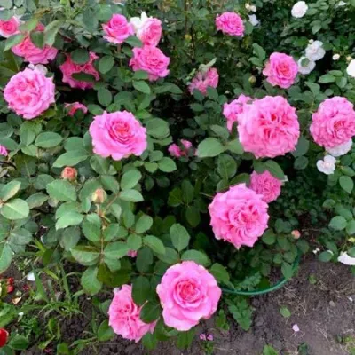 Саженцы роз ЭШЛИ чайно-гибридная — описание сорта Саженцы роз ЭШЛИ чайно-гибридная в Чите