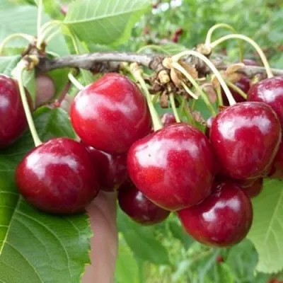 Вишня КОЛОННОВИДНАЯ  Вишня КОЛОННОВИДНАЯ в Чите