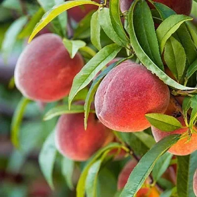 Персик РЭД ХЕВЕН  Персик РЭД ХЕВЕН в Чите