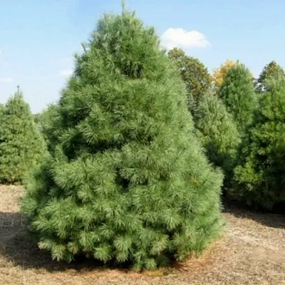 Сосна ВЕЙМУТОВА  Сосна ВЕЙМУТОВА в Чите