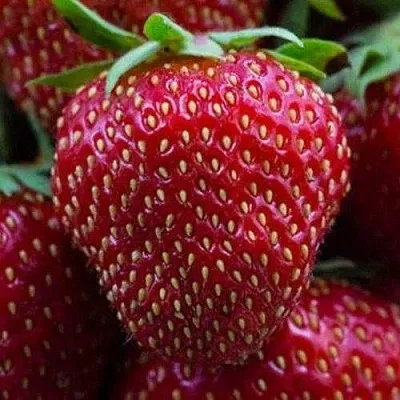 Клубника НАНДИ  Клубника НАНДИ в Чите