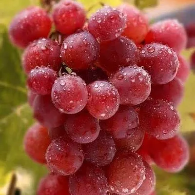 Ранние сорта в Чите