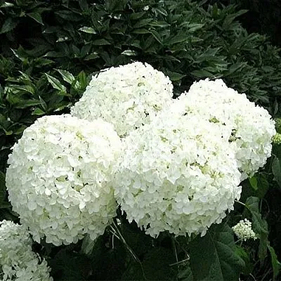 Гортензия АННАБЕЛЬ древовидная  Гортензия АННАБЕЛЬ древовидная в Чите