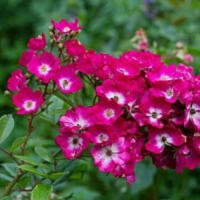 Саженцы роз МАРДЖОРИ ФЕЙР полиантовая  Саженцы роз МАРДЖОРИ ФЕЙР полиантовая в Чите