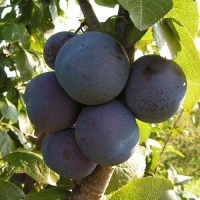 саженцы сливы саженцы сливы